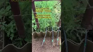 Thumbnail: Here is a glimpse into some interesting plants growing in our country #weirdplants #discoverplants