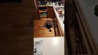 Thumbnail: Annoying kitten gets INSTANT karma #shorts