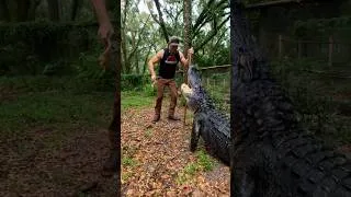 Thumbnail: Biggest gator at the sanctuary 🐊 #gator