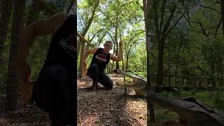 Thumbnail: Gator jaw power! #gator #alligator