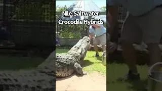 Thumbnail: Nile-Saltwater Crocodiles Exist