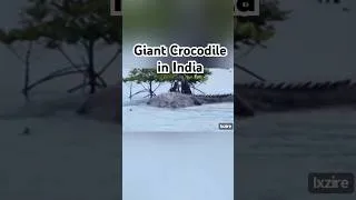 Thumbnail: Giant Crocodile in India