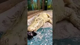 Thumbnail: Trezos the Leucistic Alligator! #alligator #shortvideo #alligators