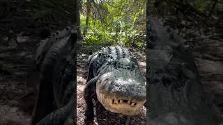 Thumbnail: Terminator the Rescue Gator! #youtubeshorts #alligator #shortvideo