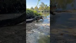 Thumbnail: Shad the Newest Alligator Rescue! #shortsfeed  #alligator #alligators