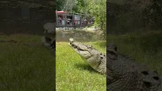 Thumbnail: We tried to feed a giant crocodile & this happened! #animalshorts #crocodile #shorts