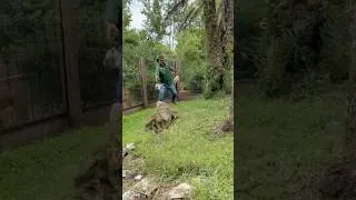 Thumbnail: Blondie the Nile Crocodile is so fast! #animalshorts #crocodile #nilecrocodile