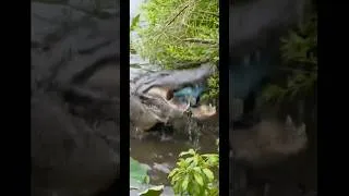 Thumbnail: Alligator steals 500$ in a fanny pack! #shortsfeed #animalshorts #alligator