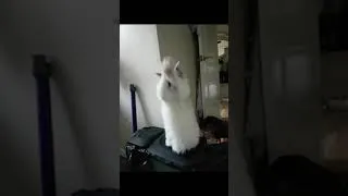 Thumbnail: Minnie the Kitten Dances to a Trance Classic (Kamaya Painters - Endless Wave)