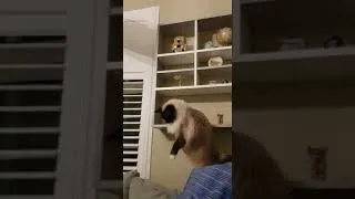 Thumbnail: Smallita the Rag Doll Cat Attacks Sheep