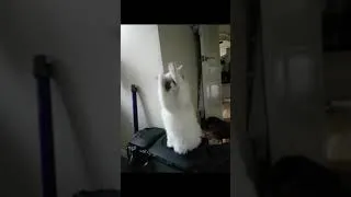 Thumbnail: Minnie The Dancing Ragdoll Kitten
