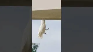 Thumbnail: Is this Australia's Cheekiest Bird? Meet The Corella!