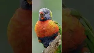 Thumbnail: You've NEVER Seen A Bird Tongue Like This Before (Rainbow Lorikeet)