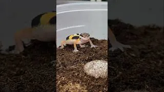 Thumbnail: Baby Leopard Geckos 💜🦎