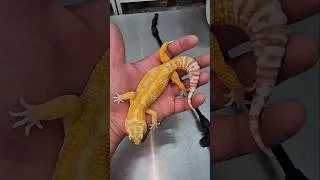 Thumbnail: Leopard Geckos | geekygeckocreations.com