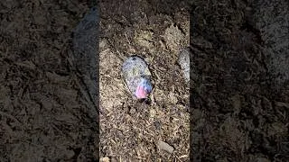 Thumbnail: Leopard Gecko pushing out of Egg 🐣🦖