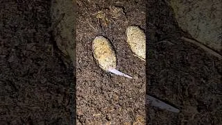 Thumbnail: Hatching Baby Leopard Gecko 🐣🦎