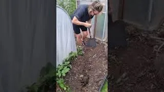 Thumbnail: I Added an Automatic Watering System to My Polytunnel! #shorts #polytunnel #allotment #garden