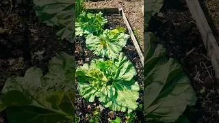 Thumbnail: Don't Throw Away Rhubarb Leaves! 🌿 #shorts