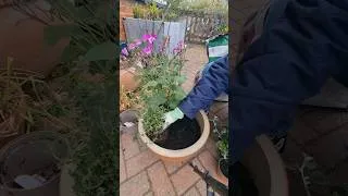 Thumbnail: One job at a time 🌱 planting up a container from scratch #ContainerGardening #OneJobAtATime #shorts
