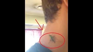 Thumbnail: Shake Off The Bugs