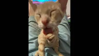 Thumbnail: Little kitty is just too adorable! ❤️