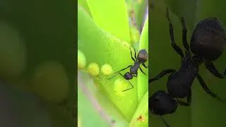 Thumbnail: The Ant 4K | Gentle Relaxing Piano Music and Sounds of Nature |  4K Video