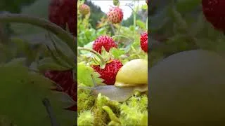 Thumbnail: Snail 4K | Piano Music And Rain Sound | See Full 👆