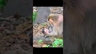 Thumbnail: Mama Monkey gentle tranin her babay confident
