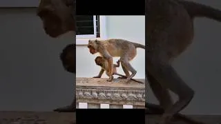 Thumbnail: Baby Monkey Has Fun with the Family 💛
