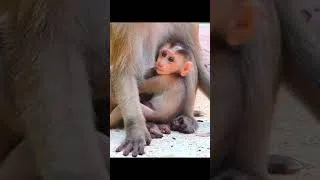 Thumbnail: Growing Baby Monkey Enjoys Time with Mama 🌿 #ShortVideo2026