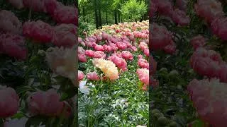 Thumbnail: Peaceful Music to Overcome Anxiety and Relax Effortlessly 🍀 Relax Your Mind