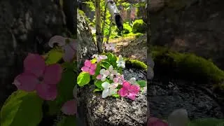 Thumbnail: Beautiful Relaxing Peaceful Music 🌺 Healing Music For The Heart And Blood Vessels  #flowers #garden