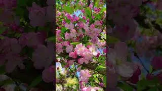 Thumbnail: Relaxing Music: Relieving Stress and Seeking Inner Peace #relax #nature #flowers #melodiesforsoul