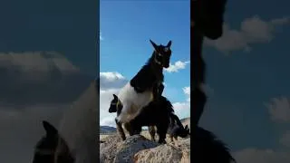 Thumbnail: goats #wildlife #nature #goats