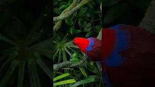 Thumbnail: Wild Animals of the Jungle & Forest 🌿 | Nature's Most Amazing Creatures #Shorts