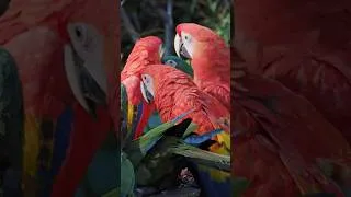 Thumbnail: Beautiful Tropical Birds in the World 🦜🌴Description: #wildlife #nature  #bird