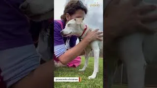 Thumbnail: Senior dog grieving loss of friend finds home just in time