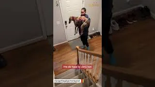 Thumbnail: Street dog discovers the sweet indoor life #shorts