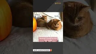 Thumbnail: Cat has no respect for gravity