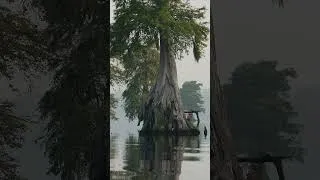 Thumbnail: 50,000 escaped slaves hid in this swamp #history #geography #ushistory #virginia