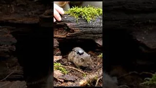 Thumbnail: Shrew POV: The Fastest Life Beneath the Forest 😳🐭