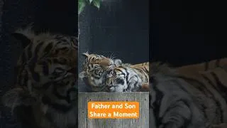 Thumbnail: Father and Son Tigers Share a Moment