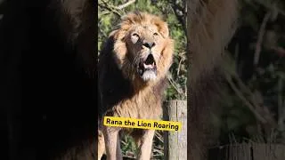 Thumbnail: Rana the Lion Roaring #shorts