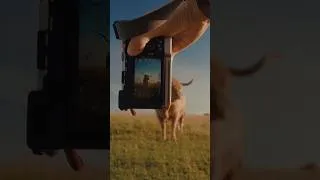 Thumbnail: Shooting Highland Cows on the Sony A7C II + Viltrox 35mm f/1.8 EVO II #photography #sonyalpha