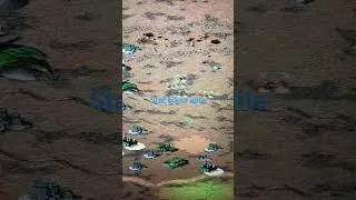 Thumbnail: Star bikes elite  Nod OP