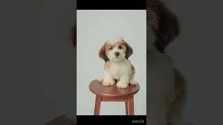 Thumbnail: Which #puppy you taking home? #cutnessoverloded #cutepuppy #adorableanimals #doglover #dogshorts