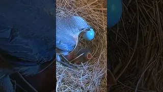 Thumbnail: Mama Bluebird Helps Her Chick Break Free! 🩵🐣