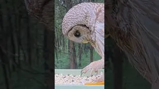 Thumbnail: Barred Owl Samples An Orange | Very Rare Feeder Moment