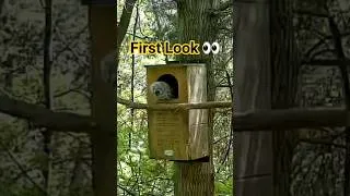 Thumbnail: Look Who Finally Came Out! 🦉